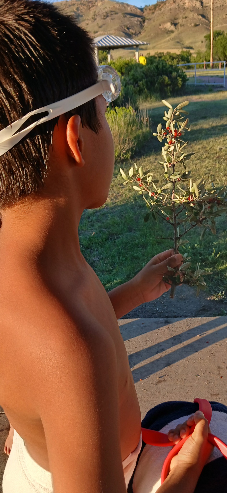 Young person learning about a berry-bearing plant